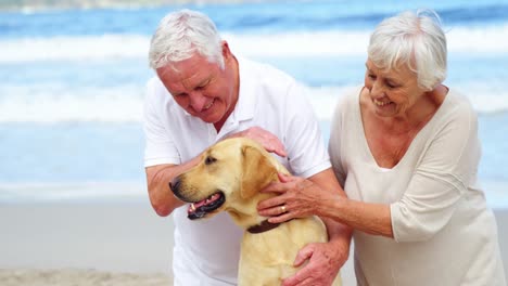 happy senior couple petting their dog on the beach