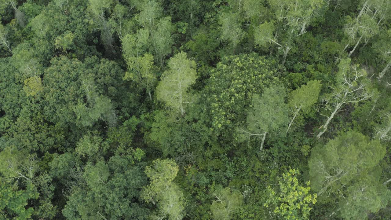 aéreo de volar sobre un hermoso bosque verde en un paisaje rural, 4k
