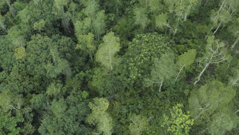 Aerial-of-flying-over-a-beautiful-green-forest-in-a-rural-landscape,-4K