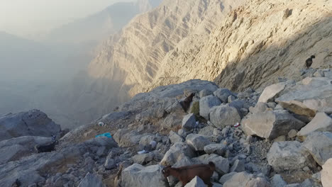 Shot-of-mountain-range-with-goats