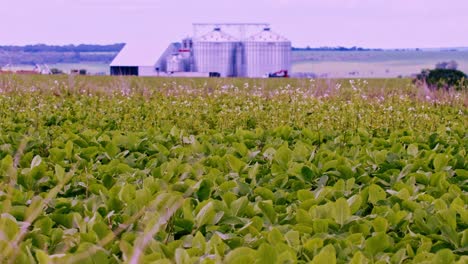 Campo-De-Plantas-De-Soja-Que-Crecen-Con-Los-Contenedores-De-Granos-O-Silos-En-El-Fondo