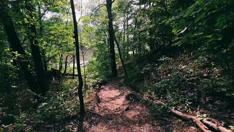 forest trail by the river