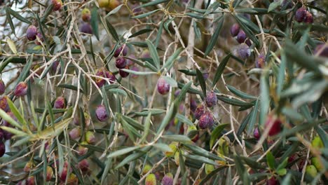 Der-Wind-Weht-An-Einem-Milden-Tag-Die-Blätter-Und-Früchte-Eines-Olivenbaums---Oliven,-Die-Zu-Lange-Am-Baum-Gelassen-Wurden-Und-überreif-Sind