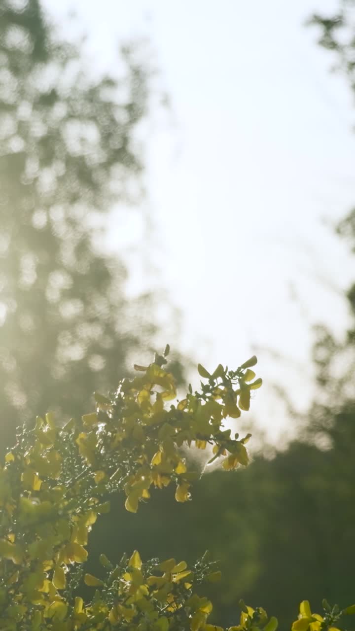 Sunlight Through Yellow Flowers