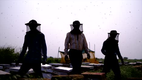 beekeeper working collect honey, beekeeping concept