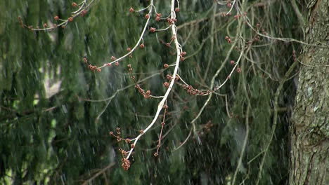 spring snow falls as buds appear on the branches of a maple tree