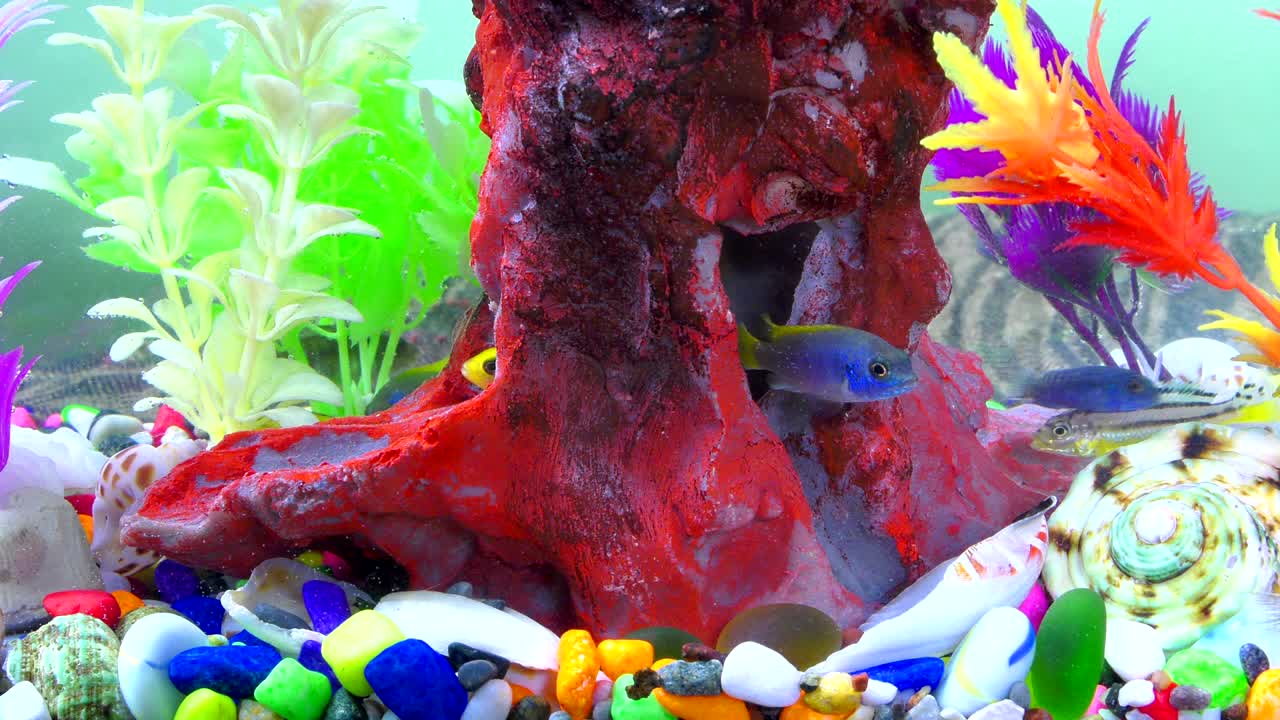 peces bajo el agua en un acuario colorido