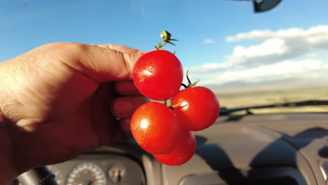 Hand,-Die-Gesunde-Snack-Bio-Traubentomaten-Zum-Essen-Unterwegs-Hält