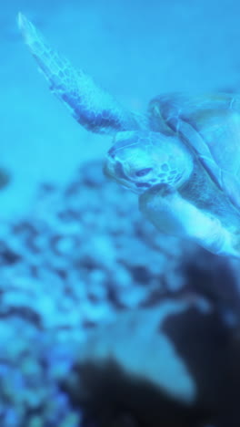 green sea turtle underwater