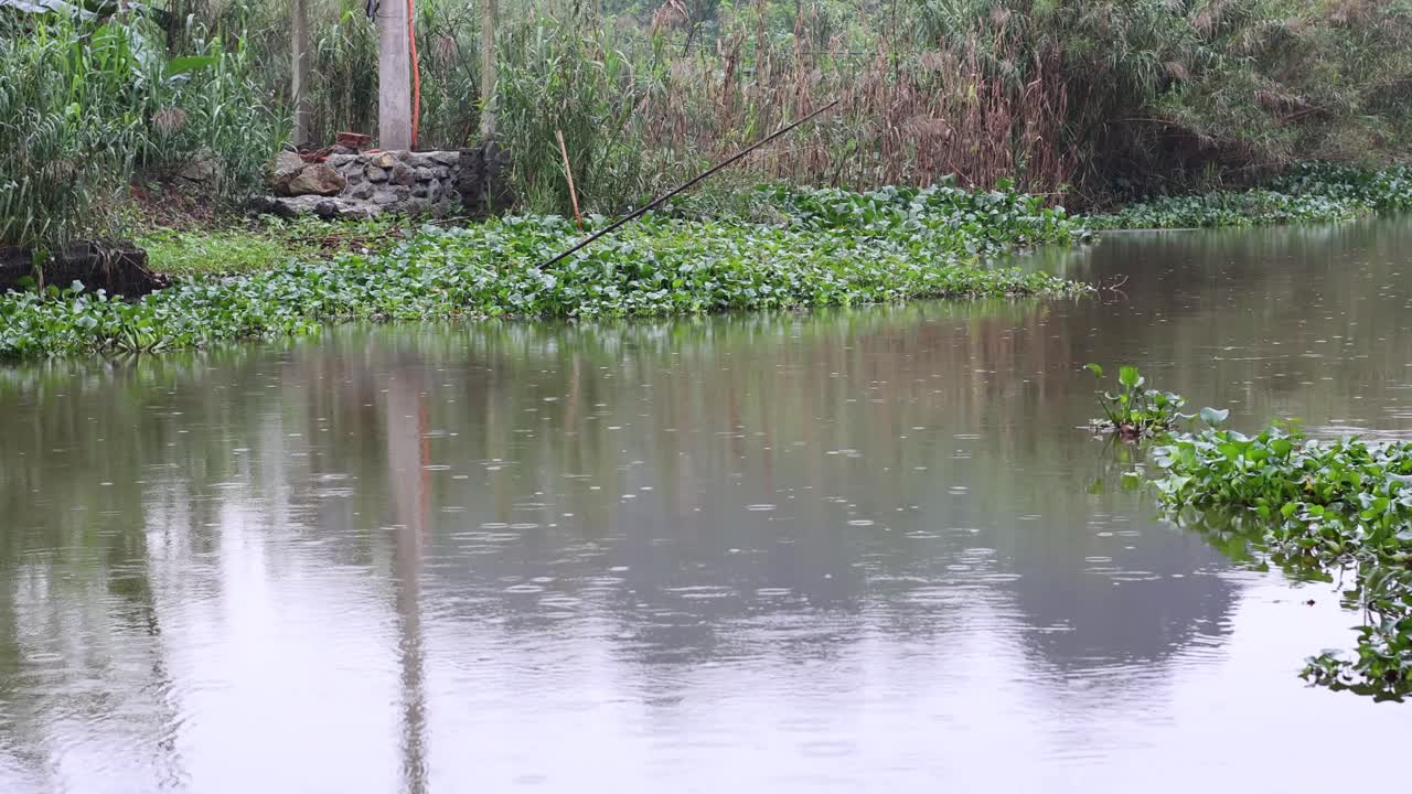 식물의 미묘한 변화와 함께 조용한 강.