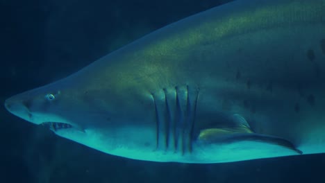 shark swimming in a tank