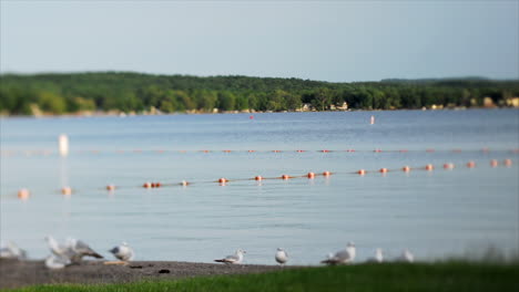 este es un lapso de tiempo de pájaros en la playa junto a los lagos finger en canandaigua, nueva york