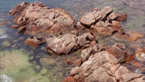 australian seal family is resting on a rocks