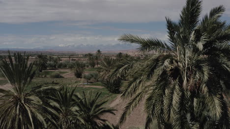 a beautiful aerial shot over a palm grove in ouarzazate with a view on the snowy mountains