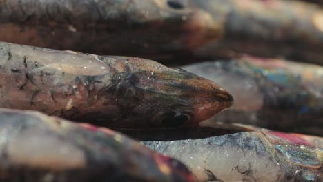 close-up of fresh sardines