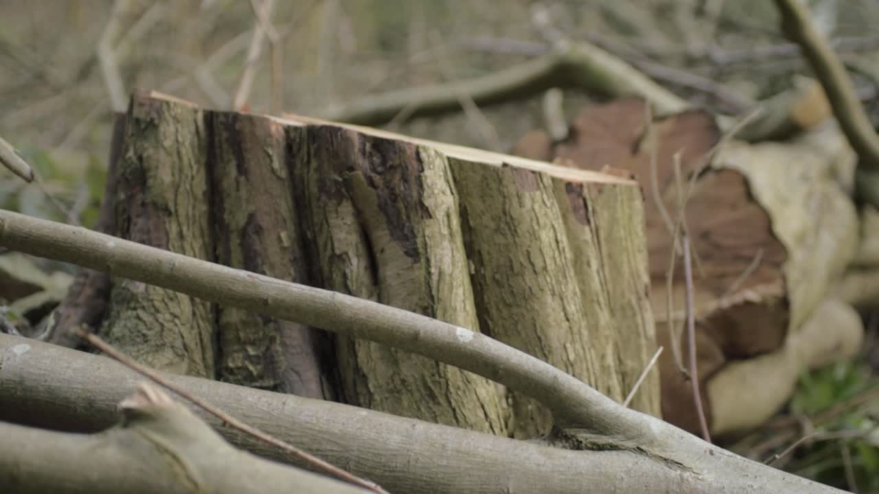 Felled tree trunk in overgrown woodland medium shot