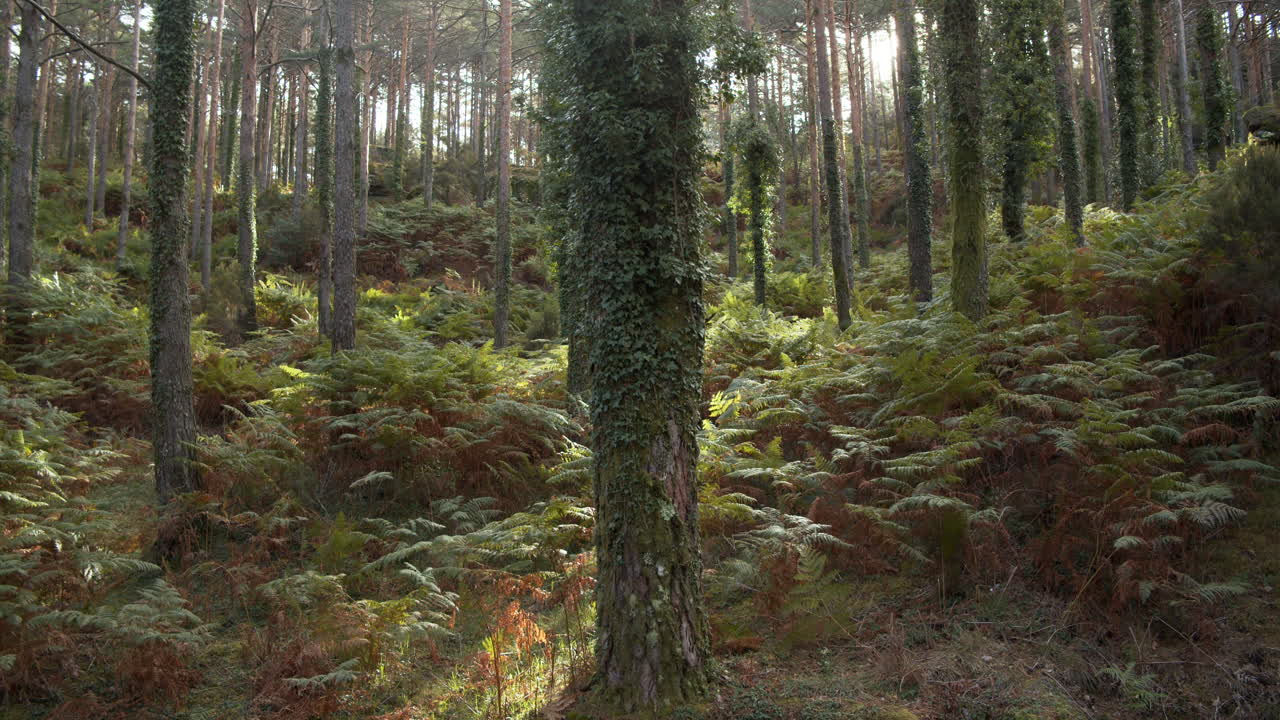 tiro lento inclinado hacia arriba de un frondoso bosque con grandes pinos cubiertos de musgo en geres portugal