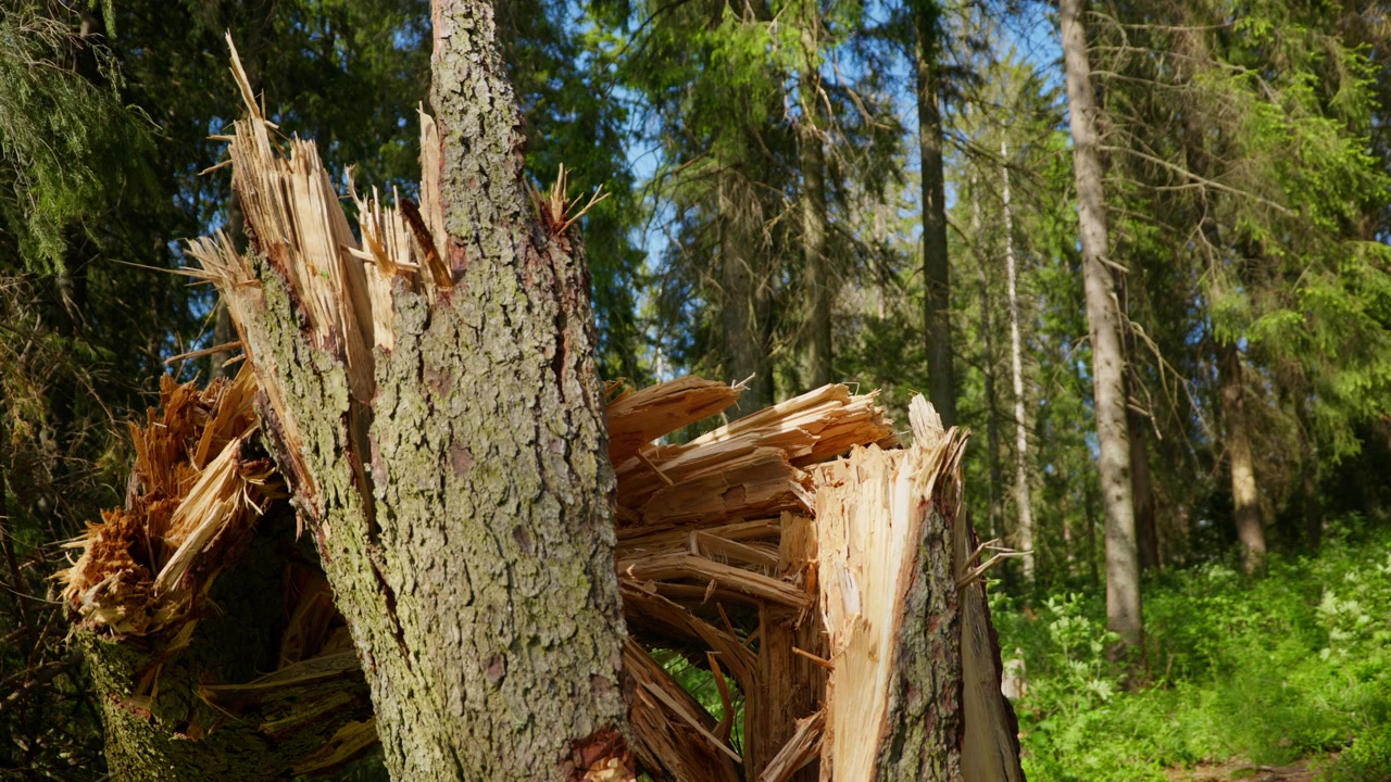 A broken tree trunk reveals its splintered core amidst a sunlit forest in Norway. Ideal for nature documentaries or educational content about forest ecosystems.