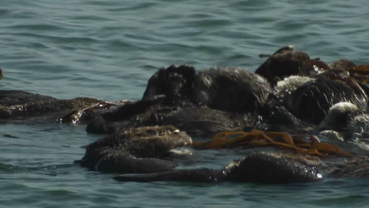 해달이 친구와 함께 등을 타고 떠다닌다