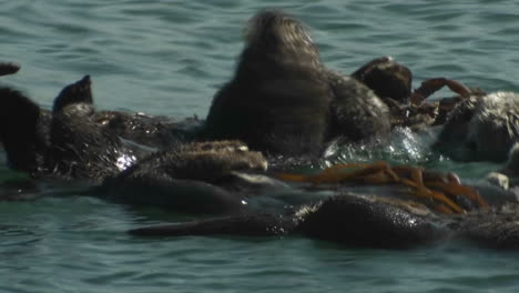 Ein-Seeotter-Schwimmt-Mit-Freunden-Auf-Seinem-Rücken