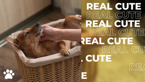 cute dogs