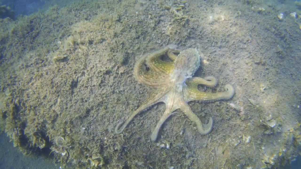 Pulpo con textura y color de piel cambiantes sobre una formación rocosa irregular, observando un pequeño pez en aguas oceánicas.