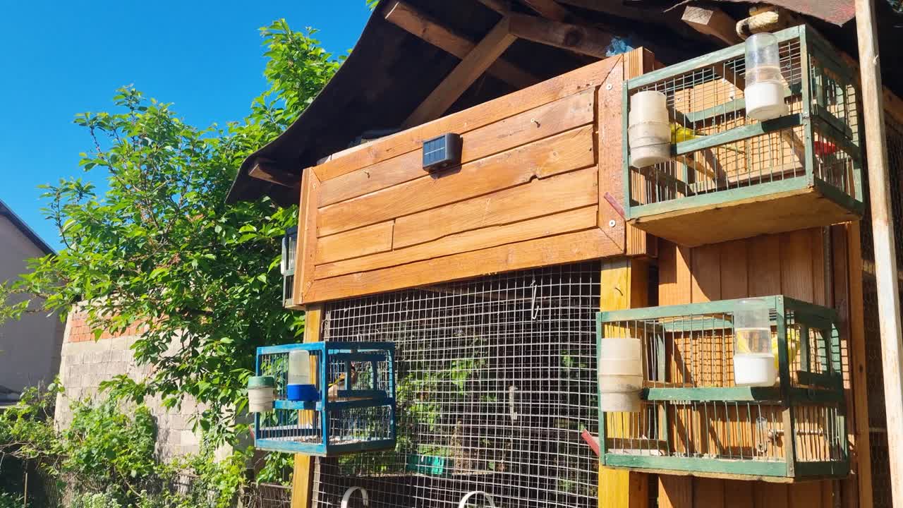 Shot of yellow canaries nervously fluttering in small cages on a hot, sunny day in southern Serbia, highlighting signs of animal mistreatment at a breeder’s home in Leskovac, near Niš