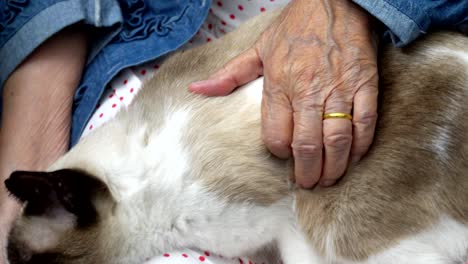 mujer anciana sosteniendo un gato