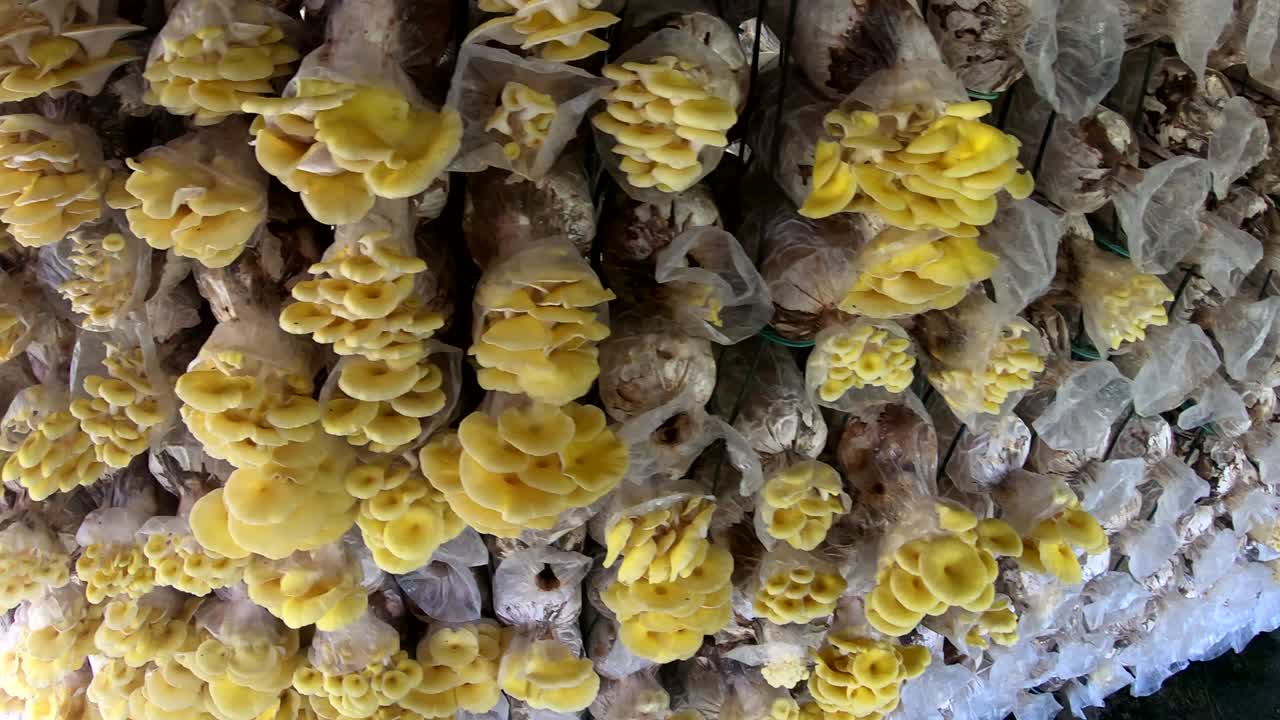 fondo del movimiento de la pared de la granja de hongos