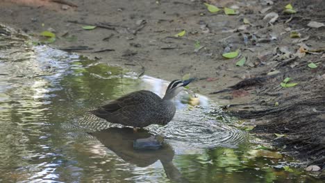 a duck drinks water from a small pond