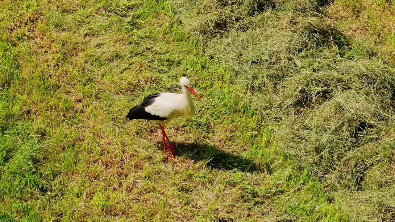 Cicogna cerca cibo vicino a fieno che si asciuga al sole in un tranquillo campo estivo