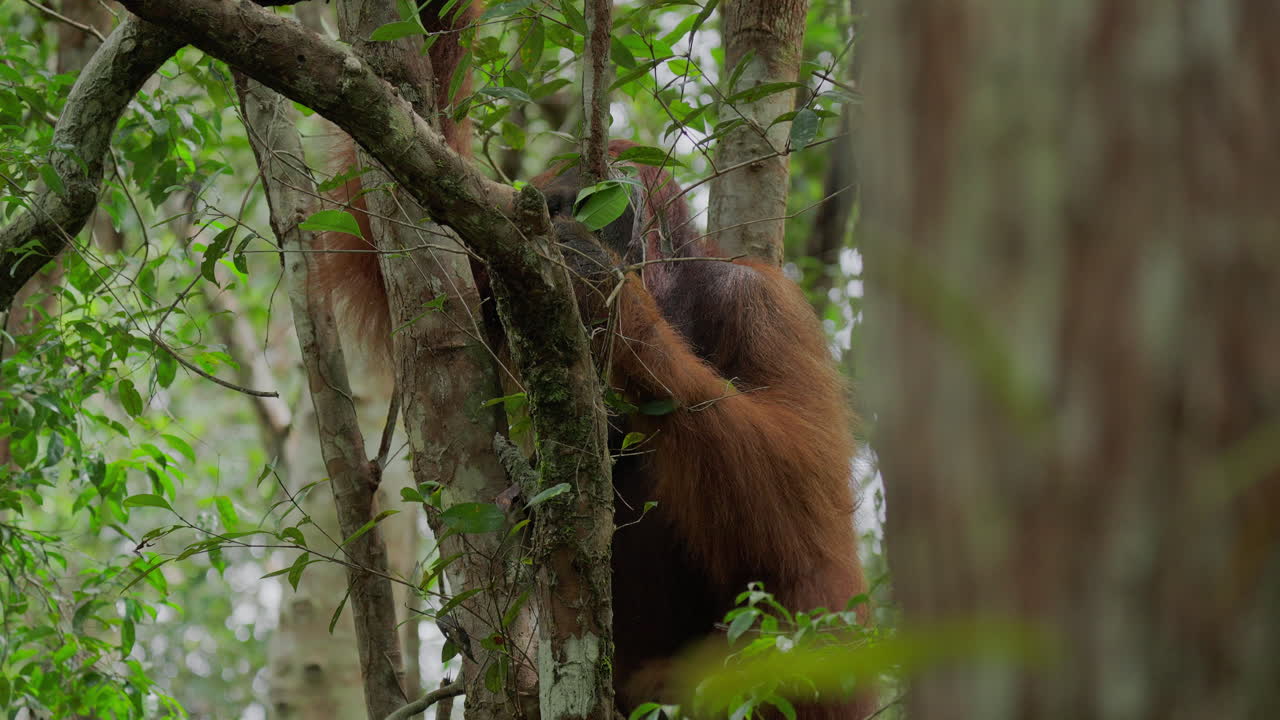 Orangutan in a Tree