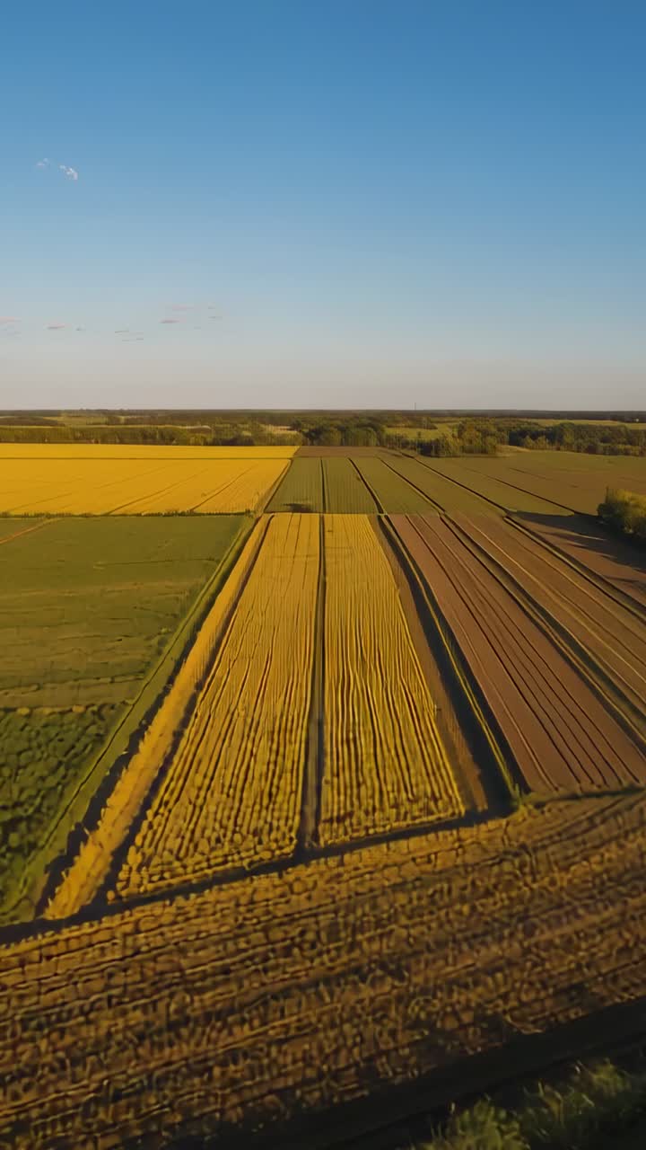 Vertical video: Starting drone moving over rectangular crop fields at golden hour showing rows