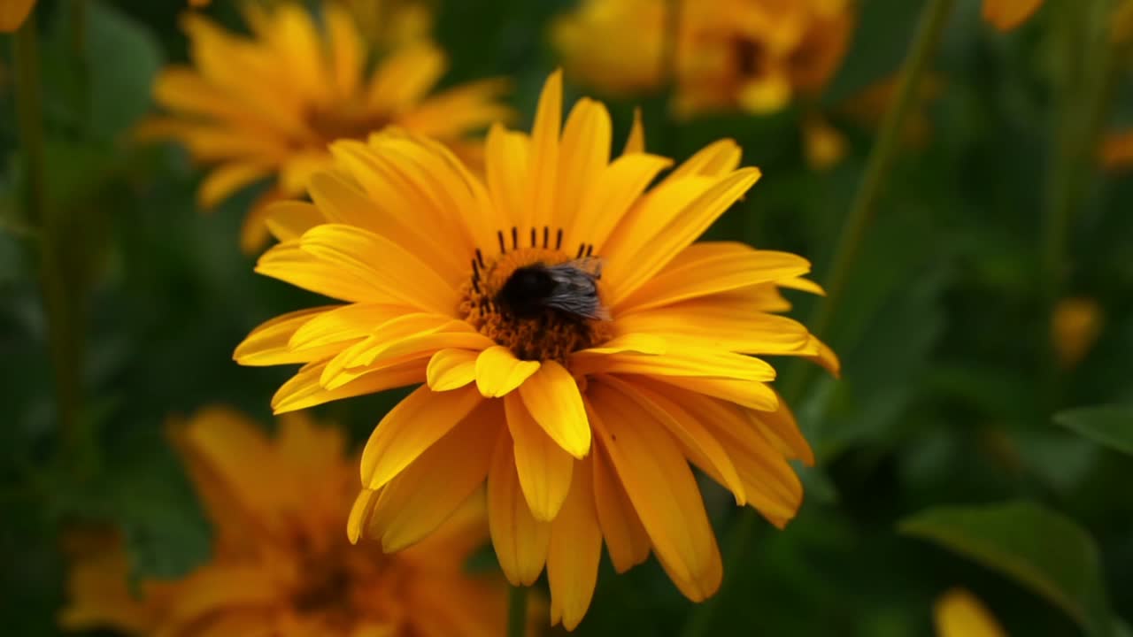 Primo piano di un'ape che vola e si posa su fiori giallo brillante, raccogliendo polline e nettare, il fuoco è sul fiore e sull'ape, lo sfondo è sfocato