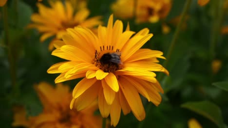 Close-view-of-bee-flying-and-sitting-on-bright-yellow-flowers,-harvesting-pollen-an-nectar,-focus-is-on-the-flower-and-bee,-background-is-blurry