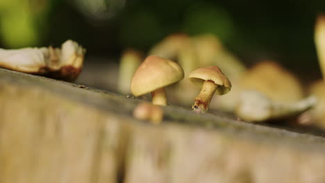 Static-wide-shot-of-very-small-mushrooms-growing-on-a-dead-tree