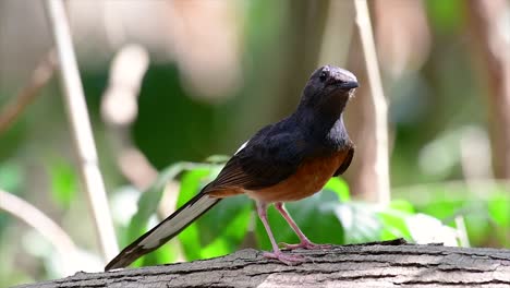 el shama de rabadilla blanca es una de las aves más comunes en tailandia y se puede ver fácilmente en los parques de la ciudad, tierras de cultivo, áreas boscosas y parques nacionales