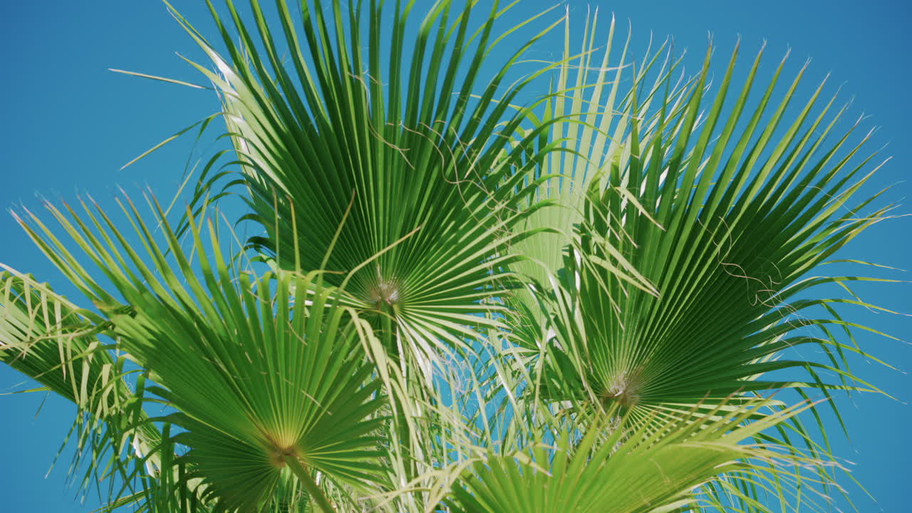 Vibrant green palm leaves sway gently in the breeze under a cloudless blue sky