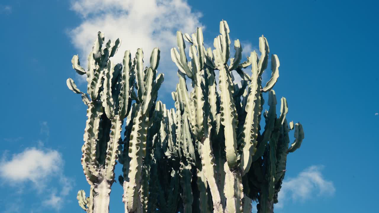 Candelabra Tree (Euphorbia ingens) Against Blue Sky In Algarve, Portugal. Static Shot