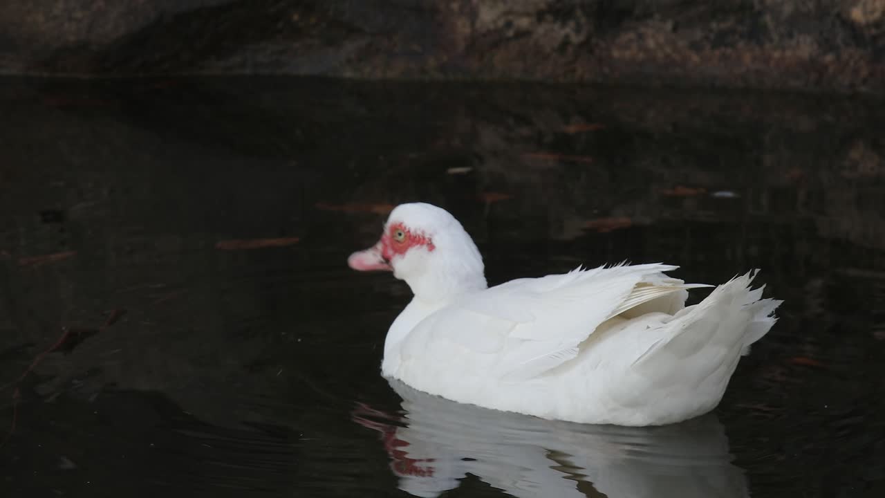 Anatra bianca dal becco rosso che beve acqua nel lago