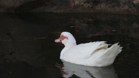 red-billed white duck drinking water in the lake