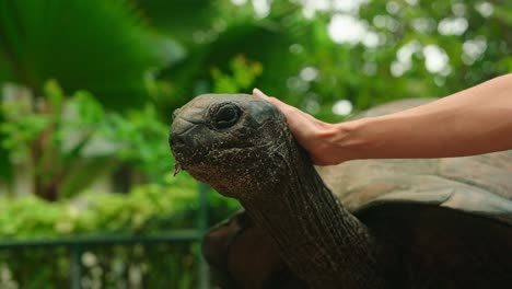 static shot old centenarian tropical turtle resting