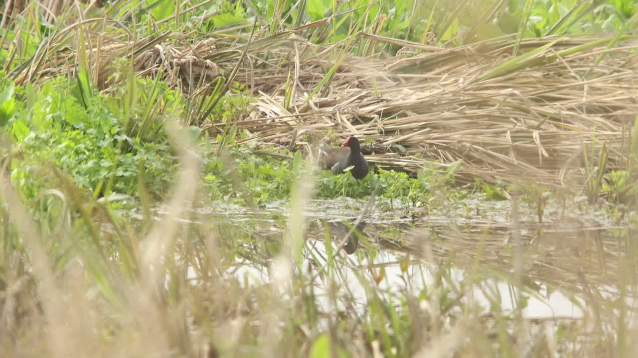 vadeo de gallinula común en aguas pantanosas