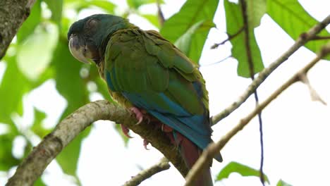 Blue-headed-macaw,-primolius-couloni-perched-and-resting-on-the-branch,-dozing-off-on-the-tree-during-the-day,-with-its-eyes-slowly-closing,-close-up-shot-of-vulnerable-parrot-bird-species