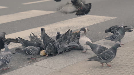 Toma-En-Cámara-Lenta-De-4k-De-Palomas-Grises-Volando-Y-Picoteando-Un-Trozo-De-Pan-Junto-A-Un-Paso-De-Peatones