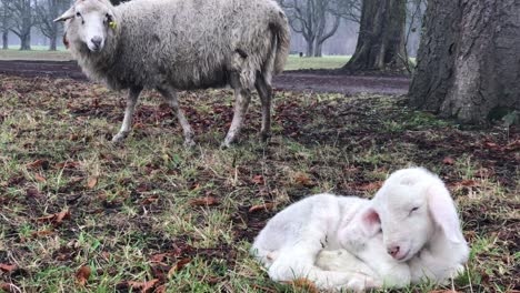 Neugeborenes-Lamm-Schläft,-Mutter-Schaut-Von-Hinten-Zu