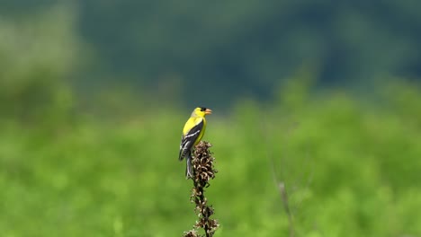 Ein-Amerikanischer-Stieglitz-Sitzt-An-Einem-Sonnigen-Sommertag-Auf-Einer-Pflanze-Im-Wildtiermanagementgebiet-Des-Middle-Creek