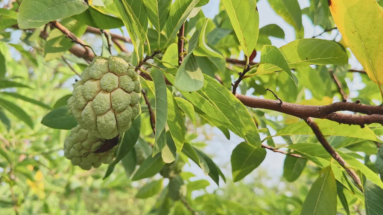 Primo piano di una mela custard appesa a un ramo frondoso, che ondeggia delicatamente alla calda luce del sole, circondata da un fresco fogliame verde e da un leggero movimento naturale nella brezza