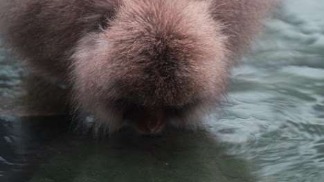 Snow-monkey-drinking-from-a-hot-spring-in-Jigokudani-Monkey-Park,-Nagano,-Japan,-with-a-snowy-backdrop