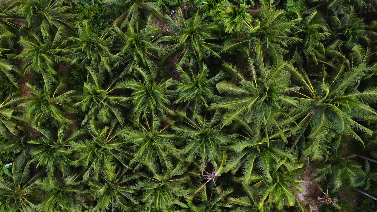 bosque tropical denso de la selva tropical, vista aérea de arriba hacia abajo